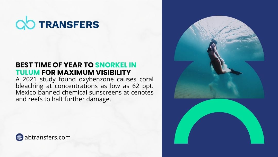 Snorkeler diving in clear turquoise water in Tulum, illustrating the best time of year to snorkel in Tulum for maximum underwater visibility.